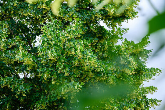 linden tree blossom, close-up photo, summer herbal background.