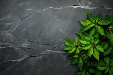 natural stone and green leaves, empty background for product presentation