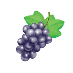 bunch of grapes vector isolated on white background