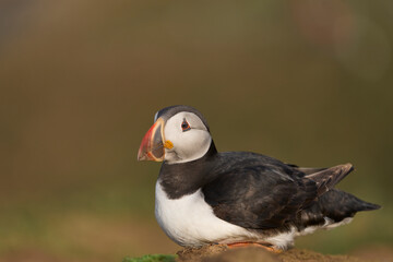 Atlantic puffin (Fratercula arctica) on the cliffs of Skomer Island off the coast of Pembrokeshire in Wales, United Kingdom
