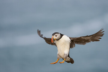Puffin (Fratercula arctica) landing the coast of Skomer Island off the coast of Pembrokeshire in Wales, United Kingdom