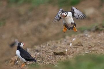 Puffin (Fratercula arctica) landing with vegetation in its beak on the coast of Skomer Island off the coast of Pembrokeshire in Wales, United Kingdom
