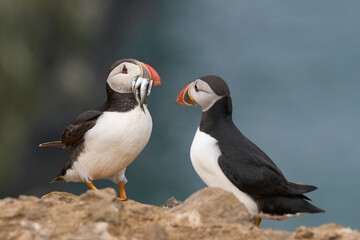 Fototapeta na wymiar Puffin (Fratercula arctica) carrying small fish in its beak to feed its chick on Skomer Island off the coast of Pembrokeshire in Wales, United Kingdom
