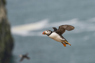 Puffin (Fratercula arctica) in flight along the coast of Skomer Island off the coast of Pembrokeshire in Wales, United Kingdom
