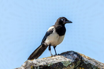 magpie