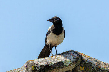 magpie