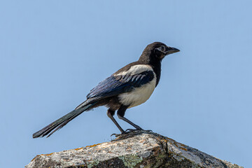 magpie