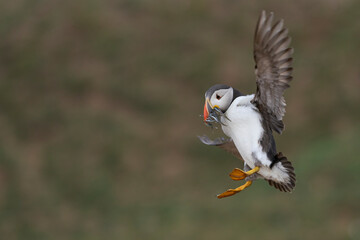 Puffin (Fratercula arctica) landing with small fish in its beak to feed its chick on Skomer Island off the coast of Pembrokeshire in Wales, United Kingdom