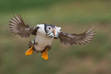 Puffin (Fratercula arctica) landing with small fish in its beak to feed its chick on Skomer Island off the coast of Pembrokeshire in Wales, United Kingdom