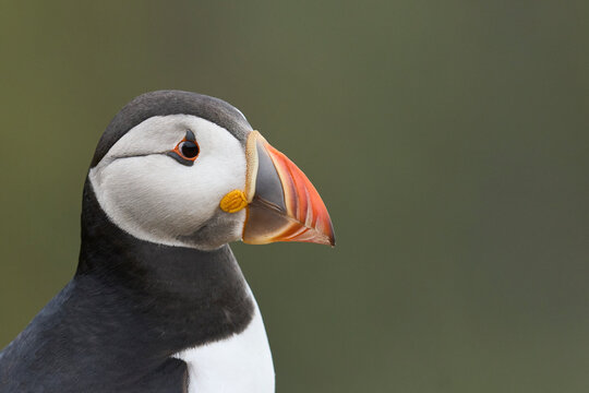 Atlantic puffin (Fratercula arctica) on the cliffs of Skomer Island off the coast of Pembrokeshire in Wales, United Kingdom © JeremyRichards