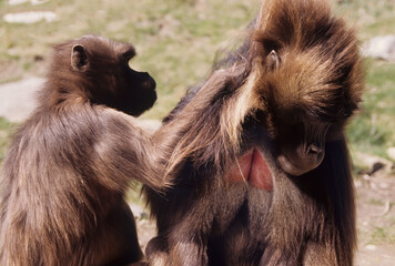 Gelada