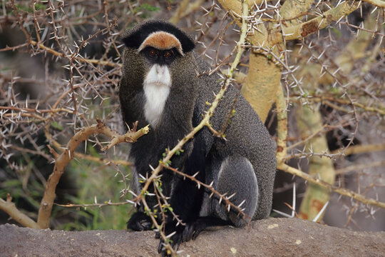 De Brazza's monkey