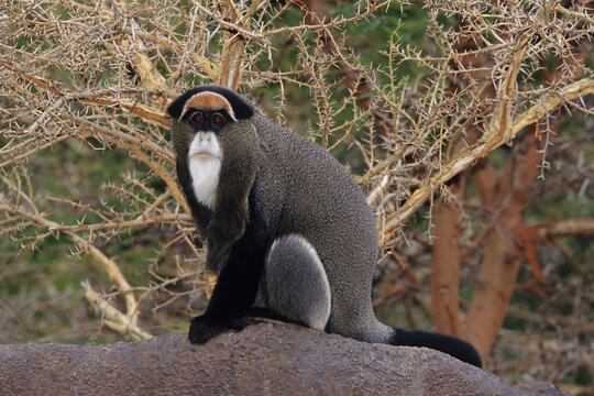 De Brazza's monkey