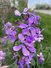 Obraz premium flowers in the garden