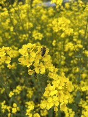 Fototapeta premium bee on flowers