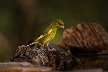 European greenfinch (Chloris chloris).