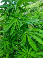 Green leaves of a cannabis plant