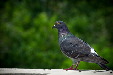 Grey Pigeon Close Up Posing on the Railing of a Stone Bridge with a Background of Defocused Trees. Birds Concept