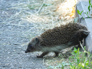 A hedgehog walking by the road.