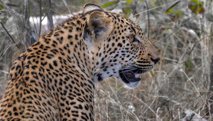 Fototapeta na wymiar A closeup of a leopard staring at a nearby hyena