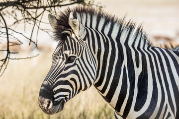 Fototapeta na wymiar Close up image of a zebra, Equus quagga, or Equus burchellii in the shade beneath a tree.