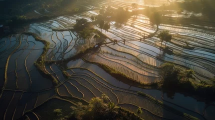 Fotobehang An aerial view of a vast and lush rice field © Sven