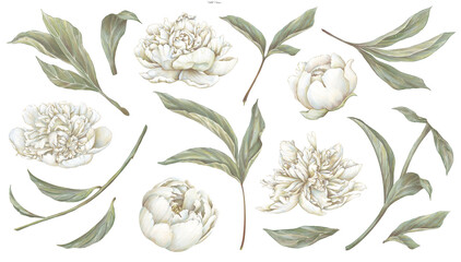 White blooming peony illustration. Beige cream flowers set. Hand drawing floral image.