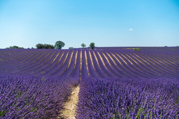 Champs de lavandes en fleurs sur le plateau de Valensole, en Provence, Sud de la France. - obrazy, fototapety, plakaty