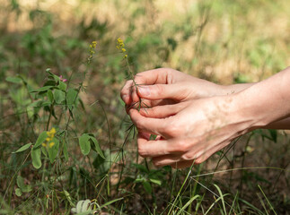 Hand picking wild flower plant, yellow leafy spurge, euphorbia virgata