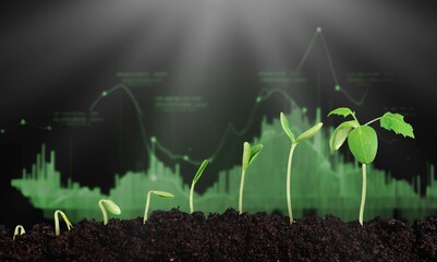 Growing finance concept and green young plants
