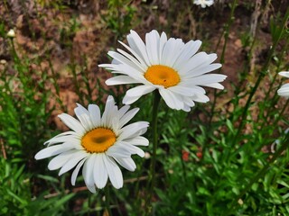 white daisies flower in the garden