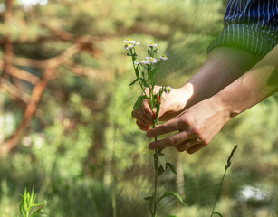 Hand picking, collecting wild flower plant, camomile branch stem