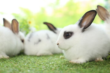 Cute little rabbit on green grass with natural bokeh as background during spring. Young adorable bunny playing in garden. Lovely pet at park