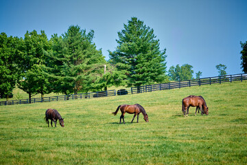 Fototapeta na wymiar Horses grazing in a field in Central Kentucky.