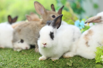 Cute little rabbit on green grass with natural bokeh as background during spring. Young adorable bunny playing in garden. Lovely pet at park