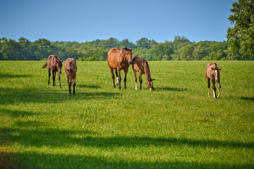 Obraz na płótnie Canvas A mare and four foals walking in a field.