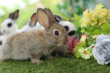 Fototapeta premium Cute little rabbit on green grass with natural bokeh as background during spring. Young adorable bunny playing in garden. Lovely pet at park