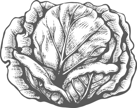 White cabbage engraved sketch
