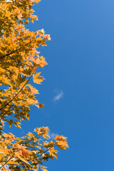 Colorful autumn leaves against blue sky. High quality photo