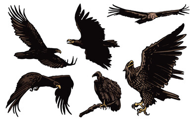 Grapical color  set of vultures isolated on white background, vector illustration .