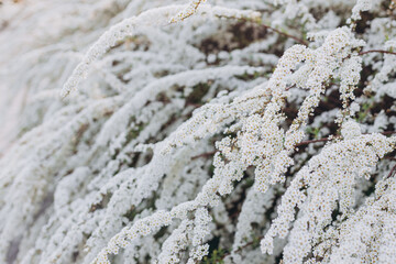 Flowering branches of Spiraea vanhouttei in the spring garden in May, selective focus, copy space. Brides wreath.