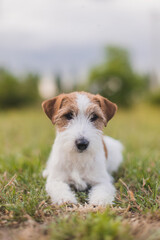 jack russell terrier sitting on the grass