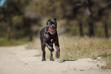 Cane corso italiano puppy in the Park on the green lawn