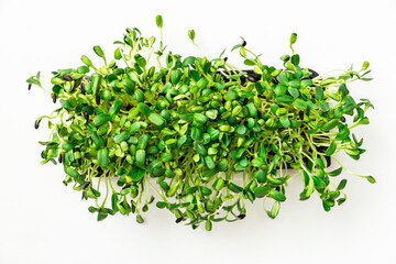  Sunflower microgreen sprouts.Green leaves background