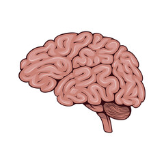 Brain. Vector illustration of a human internal organ, anatomy. Medical structure