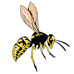 Wasp. Vector illustration of a hornet or bee. Dangerous striped insect