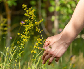 Hand picking wild flower plant, galium with yellow flowers