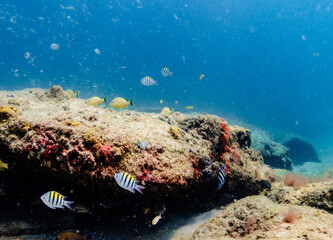 Fototapeta na wymiar underwater view of Coral reef with fish
