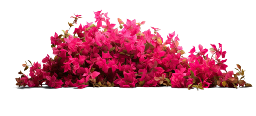 bush of flowers on transparent background, png