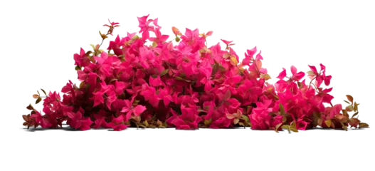 Fototapeten bush of flowers on transparent background, png © Аrtranq